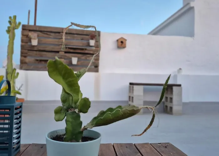 Aire Fresco Conil Apartamento *